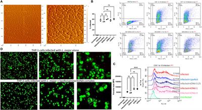 Leishmania kinetoplast DNA contributes to parasite burden in infected macrophages: Critical role of the cGAS-STING-TBK1 signaling pathway in macrophage parasitemia